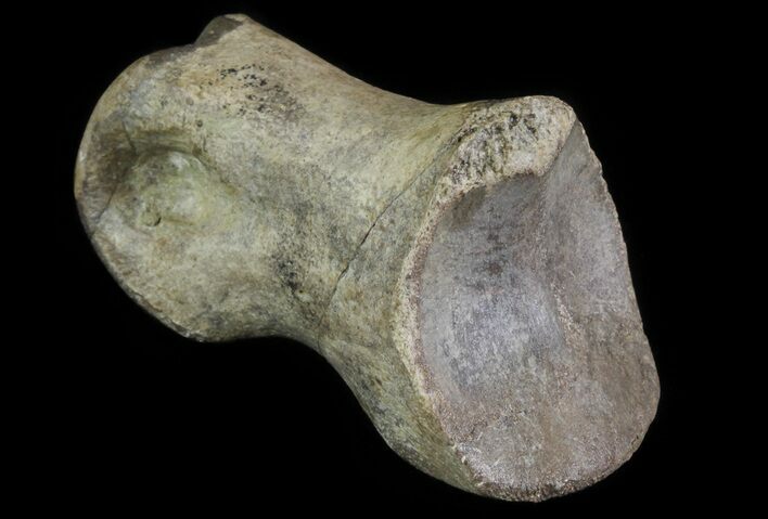 Struthiomimus Toe Bone - Montana #66449